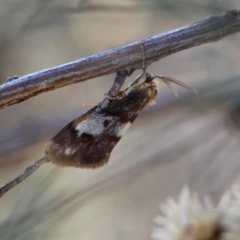 Anestia semiochrea at Red Hill to Yarralumla Creek - 1 Apr 2024