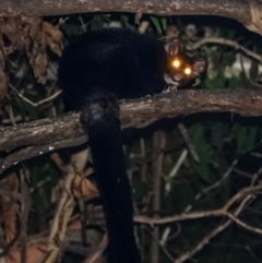 Petauroides volans (Greater Glider) at Bondo State Forest - 29 Mar 2024 by Ct1000