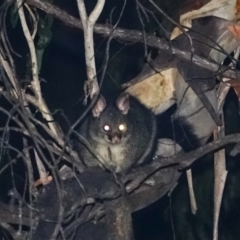 Trichosurus cunninghami (Mountain Brushtail Possum, Southern Bobuck) at Brindabella, NSW - 29 Mar 2024 by Ct1000