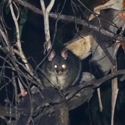 Trichosurus cunninghami (Mountain Brushtail Possum, Southern Bobuck) at Brindabella, NSW - 29 Mar 2024 by Ct1000