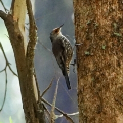 Climacteris erythrops (Red-browed Treecreeper) at Bondo State Forest - 30 Mar 2024 by Ct1000