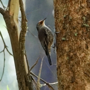 Climacteris erythrops at Bondo State Forest - 30 Mar 2024