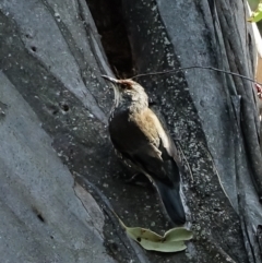 Climacteris erythrops at Bondo State Forest - 30 Mar 2024