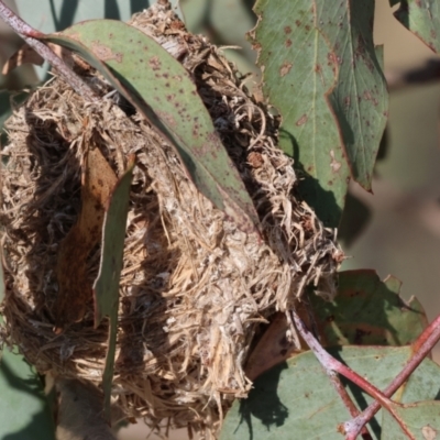 Unverified Moth (Lepidoptera) at Wodonga - 1 Apr 2024 by KylieWaldon