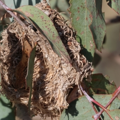 Unidentified Moth (Lepidoptera) at Wodonga, VIC - 31 Mar 2024 by KylieWaldon