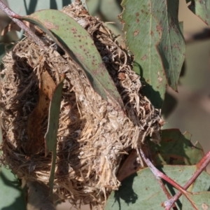 Unidentified Moth (Lepidoptera) at suppressed by KylieWaldon