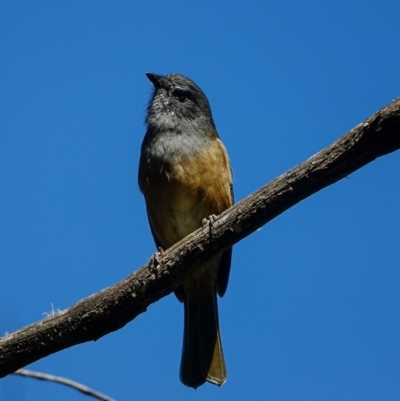 Pachycephala olivacea (Olive Whistler) at Brindabella, NSW - 30 Mar 2024 by Ct1000