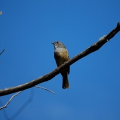 Pachycephala olivacea at Bondo State Forest - suppressed