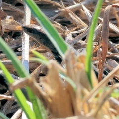 Lampropholis guichenoti (Common Garden Skink) at Wodonga - 31 Mar 2024 by KylieWaldon