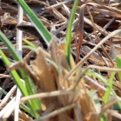 Lampropholis guichenoti at WREN Reserves - 1 Apr 2024