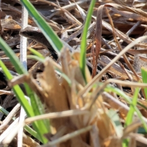 Lampropholis guichenoti at WREN Reserves - 1 Apr 2024