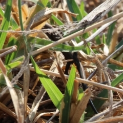 Lampropholis guichenoti at WREN Reserves - 1 Apr 2024 08:43 AM