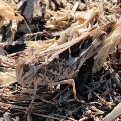 Oedaleus australis at Wodonga - 1 Apr 2024 08:48 AM