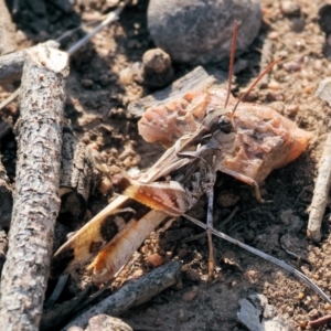 Oedaleus australis at Wodonga - 1 Apr 2024