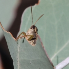 Phaulacridium vittatum (Wingless Grasshopper) at WREN Reserves - 1 Apr 2024 by KylieWaldon