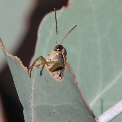 Phaulacridium vittatum (Wingless Grasshopper) at Wodonga - 1 Apr 2024 by KylieWaldon