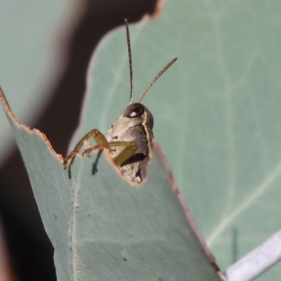 Phaulacridium vittatum (Wingless Grasshopper) at Wodonga, VIC - 31 Mar 2024 by KylieWaldon
