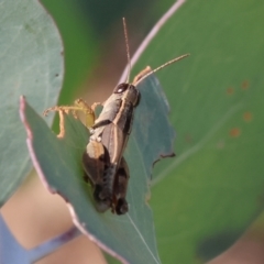 Phaulacridium vittatum at WREN Reserves - 1 Apr 2024