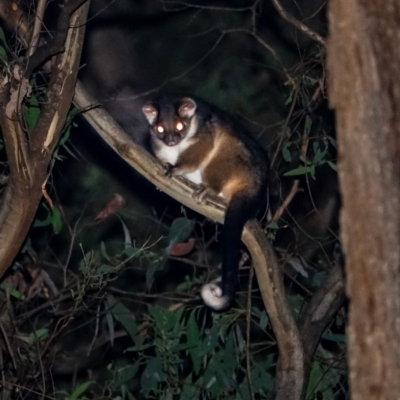 Pseudocheirus peregrinus (Common Ringtail Possum) at Brindabella, NSW - 30 Mar 2024 by Ct1000