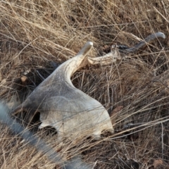 Dama dama at WREN Reserves - 31 Mar 2024 by KylieWaldon