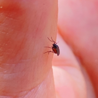 Sciaridae sp. (family) (Black fungus gnat) at Aranda, ACT - 29 Mar 2024 by Jubeyjubes