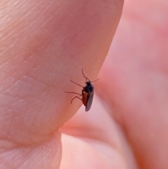 Sciaridae sp. (family) at Aranda, ACT - 29 Mar 2024