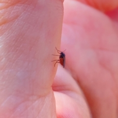 Sciaridae sp. (family) at Aranda, ACT - 29 Mar 2024