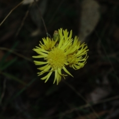 Podolepis sp. at Bondo State Forest - 30 Mar 2024 by Ct1000