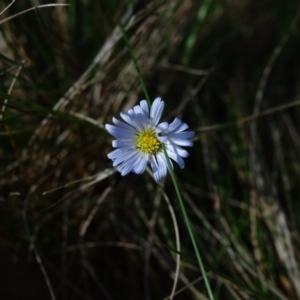 Brachyscome sp. at Bondo State Forest - 30 Mar 2024 09:59 PM