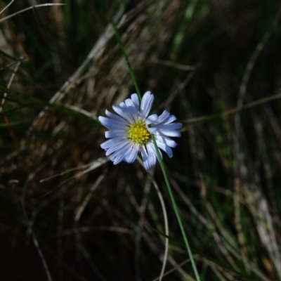 Brachyscome sp. (Cut-leaf Daisy) at Bondo State Forest - 30 Mar 2024 by Ct1000