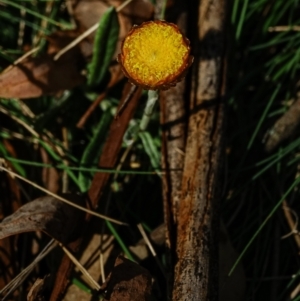 Coronidium monticola at Bondo State Forest - 30 Mar 2024
