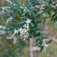 Acrothamnus hookeri (Mountain Beard Heath) at Tallaganda State Forest - 27 Mar 2024 by RobG1