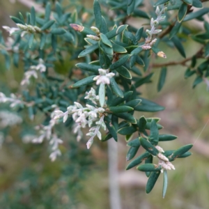 Acrothamnus hookeri at Tallaganda State Forest - 27 Mar 2024 10:48 AM