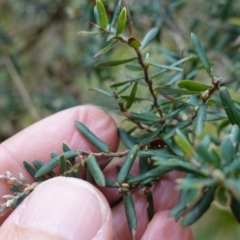 Acrothamnus hookeri at Tallaganda State Forest - 27 Mar 2024 10:48 AM