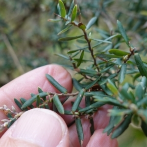 Acrothamnus hookeri at Tallaganda State Forest - 27 Mar 2024 10:48 AM