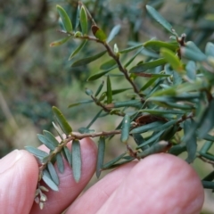 Acrothamnus hookeri at Tallaganda State Forest - 27 Mar 2024 10:48 AM