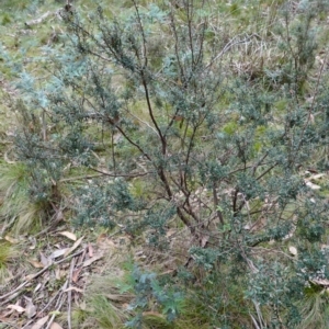 Acrothamnus hookeri at Tallaganda State Forest - 27 Mar 2024 10:48 AM