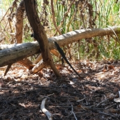 Pogona barbata at Lake Burley Griffin West - 1 Apr 2024 by TrishGungahlin