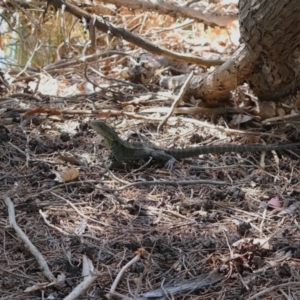 Intellagama lesueurii howittii at Lake Burley Griffin West - 1 Apr 2024 11:58 AM