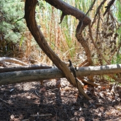 Intellagama lesueurii howittii at Lake Burley Griffin West - 1 Apr 2024 11:58 AM