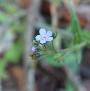 Cynoglossum australe at Tallaganda State Forest - 27 Mar 2024 11:00 AM