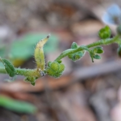 Cynoglossum australe at Tallaganda State Forest - 27 Mar 2024 11:00 AM