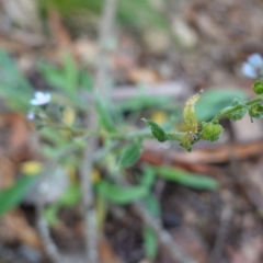 Cynoglossum australe at Tallaganda State Forest - 27 Mar 2024 11:00 AM