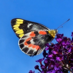 Delias harpalyce (Imperial Jezebel) at QPRC LGA - 31 Mar 2024 by MatthewFrawley