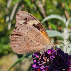 Heteronympha merope at QPRC LGA - 1 Apr 2024