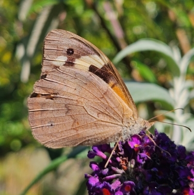 Heteronympha merope (Common Brown Butterfly) at QPRC LGA - 1 Apr 2024 by MatthewFrawley