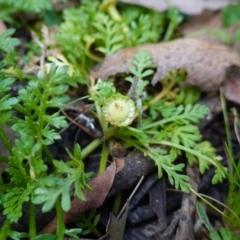 Leptinella filicula (Mountain Cotula) at Gourock National Park - 27 Mar 2024 by RobG1