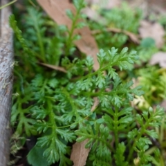 Leptinella filicula at Gourock National Park - 27 Mar 2024 11:36 AM
