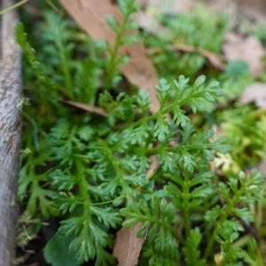 Leptinella filicula at Gourock National Park - 27 Mar 2024 11:36 AM