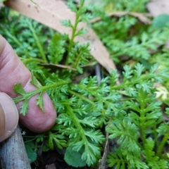 Leptinella filicula at Gourock National Park - 27 Mar 2024 11:36 AM
